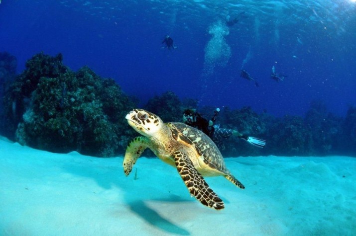 Cayman Turtle Divers