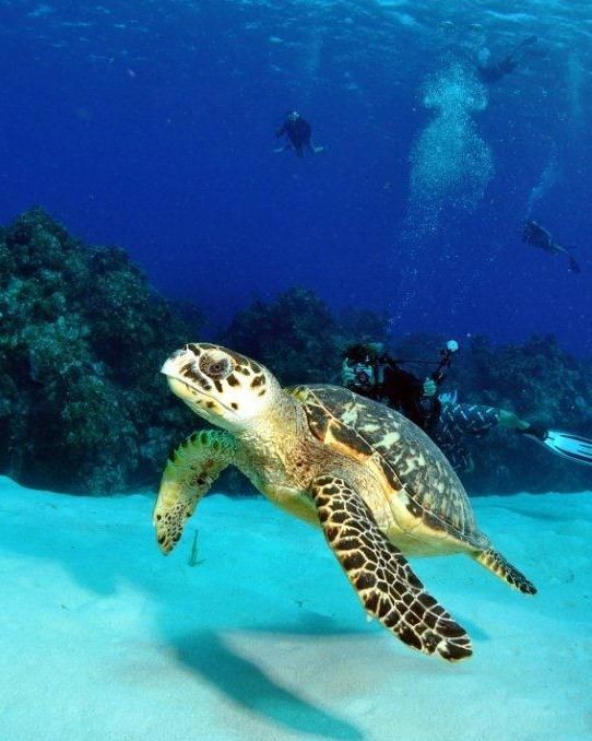 Cayman Turtle Divers