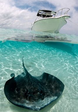 Charter Cayman