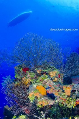 Lobster Pot Dive Center