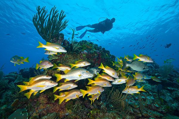 Reef Divers Ltd.