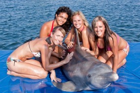 Hanging out with dolphins