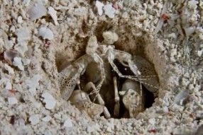 Camouflage by Andy Deitsch, Honorable Mention Critters/Macro