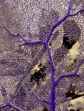 Peek-a-Boo by William Goodwin, Honorable Mention Critters/Macro