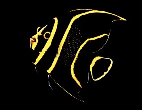 Juvenile French Angelfish by William Goodwin, 3rd place Creative