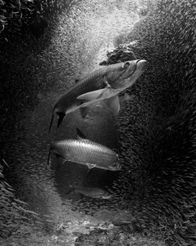 Tarpon Feast by Ellen Cuylaerts, Honorable Mention Creative