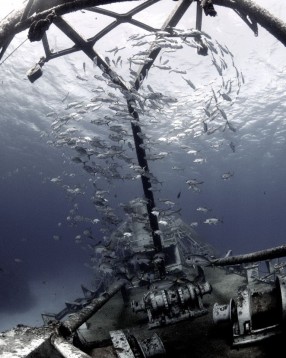 Having a Ball by Ellen Cuylaerts, 2nd place Creative