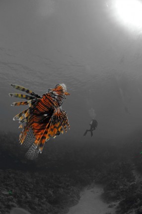 Lionfish on Fire by Michelle de Villiers, Honorable Mention Creative