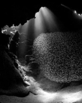 Ball of Silversides...on the Roll by Ellen Cuylaerts, 2nd place Scenic