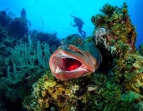 Grouper Carwash by Keith Sutherland, 3rd place Scenic