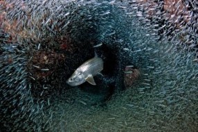 Predator Amongst his Prey by Amanda Nicholls, Honorable Mention Scenic