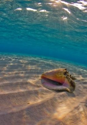 Conch at Stingray Sandbar by Ellen Rierson, Honorable Mention Scenic