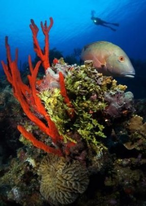 Deep Colour by Simon Morley, 1st place Scenic and BEST IN SHOW